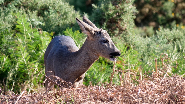 Roe deer at the Yorkshire Coast in autumn